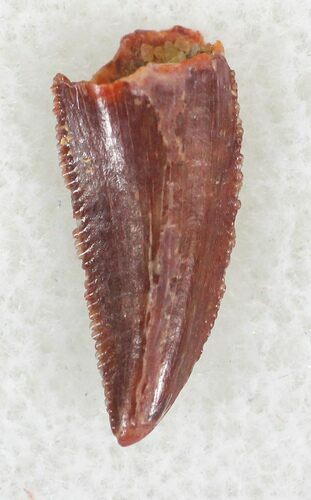 Small Raptor Tooth From Morocco - #23009